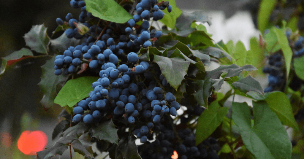 blueberry growing conditions