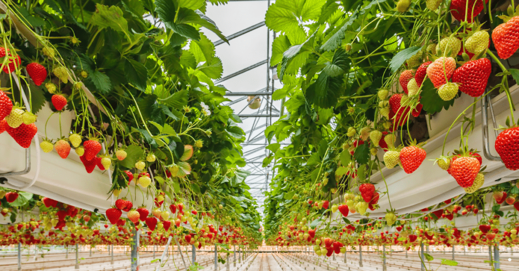 growing soft fruits in coco coir